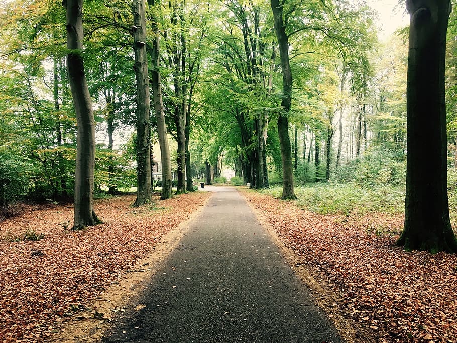 forest, path, autumn, silent, leave, walk, tree, plant, the way forward HD wallpaper
