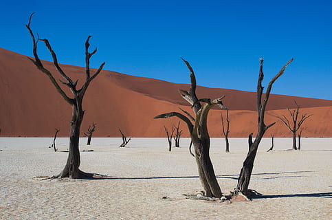 leafless trees in desert dune, deadvlei, namibia, dry, sossusvlei HD wallpaper