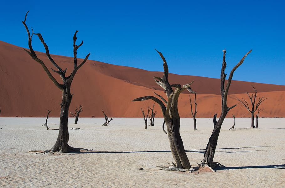 leafless trees in desert dune, deadvlei, namibia, dry, sossusvlei