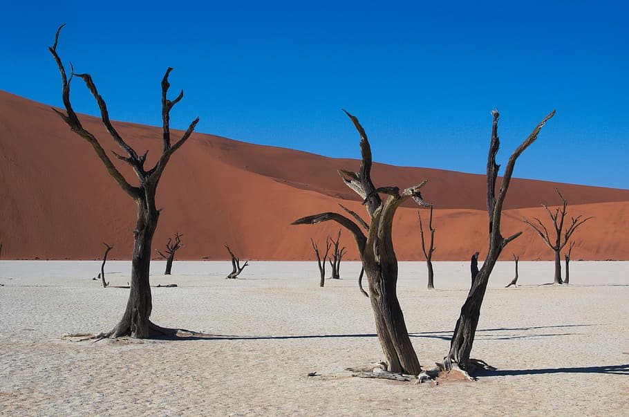leafless trees in desert dune, deadvlei, namibia, dry, sossusvlei HD wallpaper