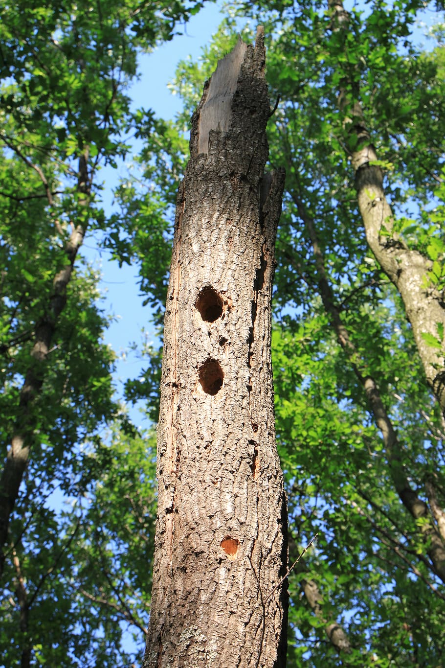 forest, holes, oak, tree, woodpeckers, nature, plant, low angle view HD wallpaper
