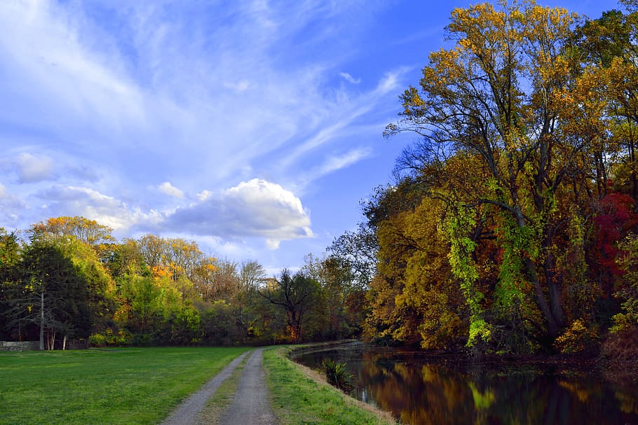 autumn, fall, nature, yellow, colorful, october, foliage, leaves HD wallpaper