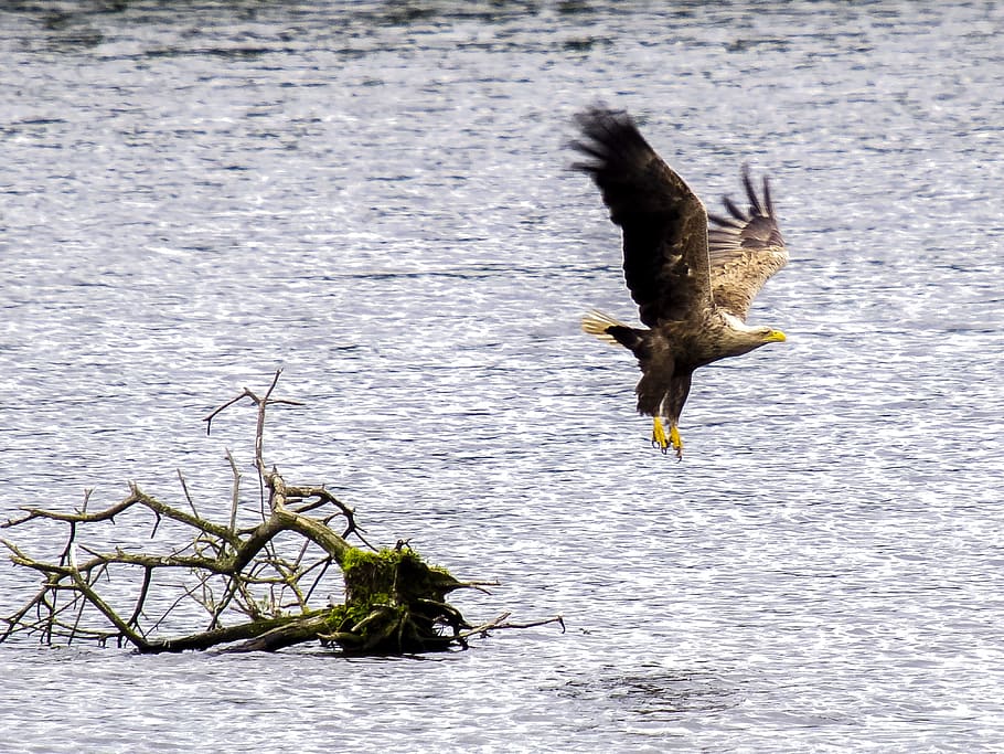 White Tailed Eagle, Adler, Raptor, Bird, nature, animal, spread wings HD wallpaper