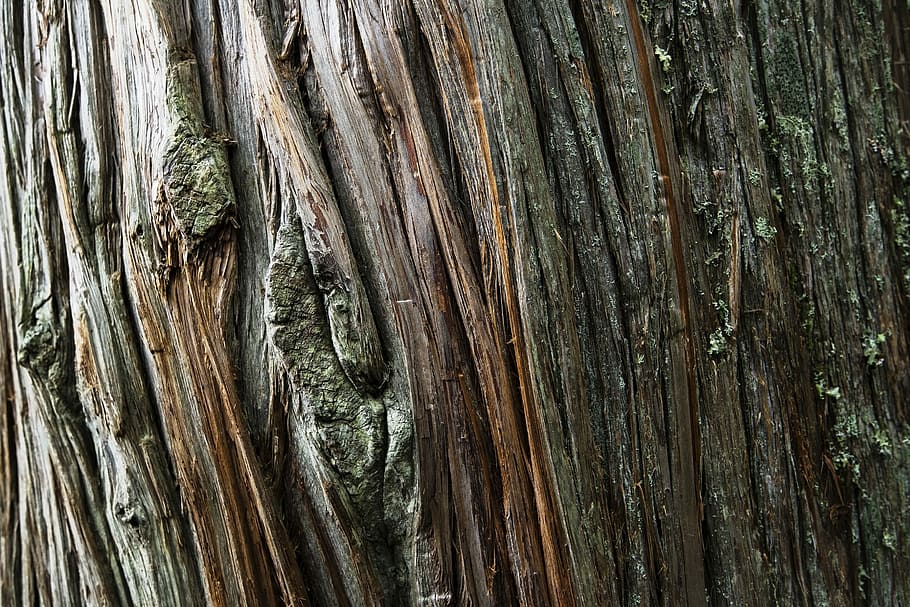 Cedar Tree, Tree, Trunk, Wood, Texture, Grain, macro, timber HD wallpaper