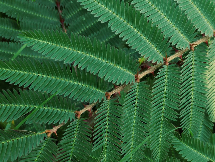 green, weed, prickly, spiny, leaves, closeup, wild, meadow HD wallpaper