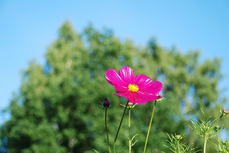 focus photography of pink petaled flower, purple, bloom, leaf HD wallpaper