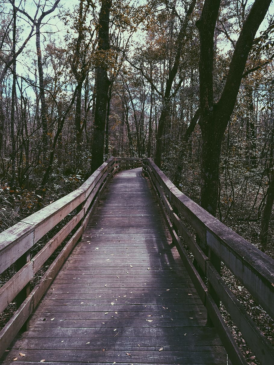bridge, woods, forest, adventure, the way forward, direction HD wallpaper
