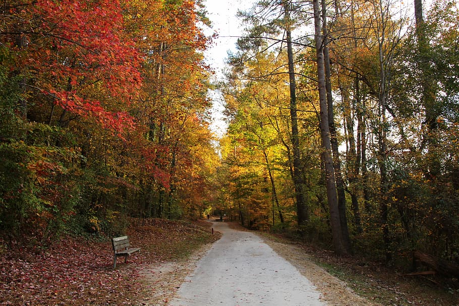fall, walk, bench, park, quiet, autumn, nature, forest, lifestyle HD wallpaper