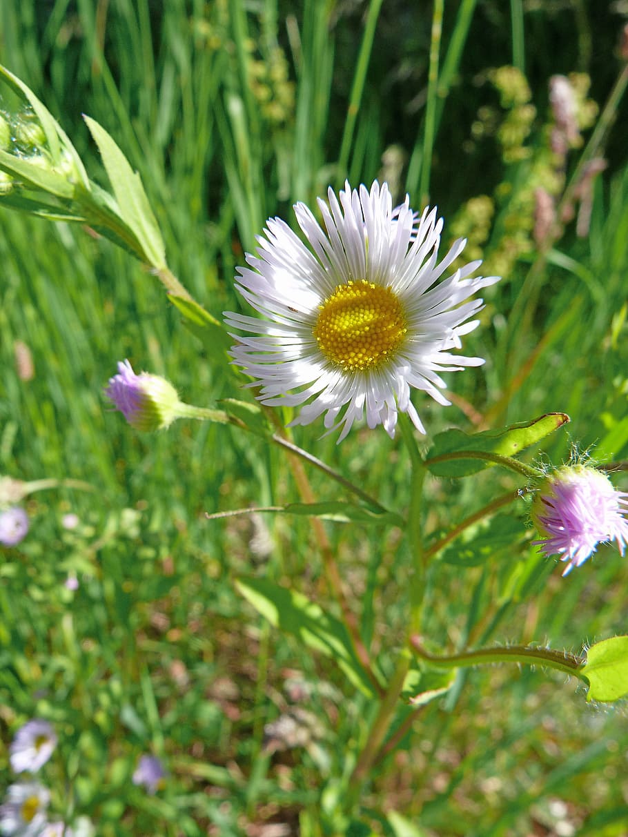 Flowers, Nature, Macro, Fields, Spring, prairie, grass, white HD wallpaper