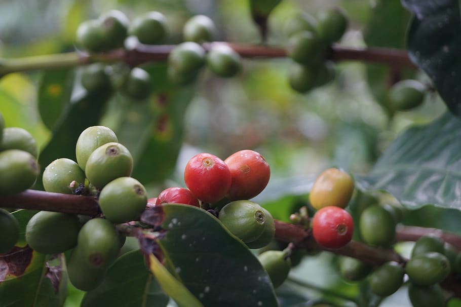 selective focus photography of bunch of red and green plums, coffee, HD wallpaper