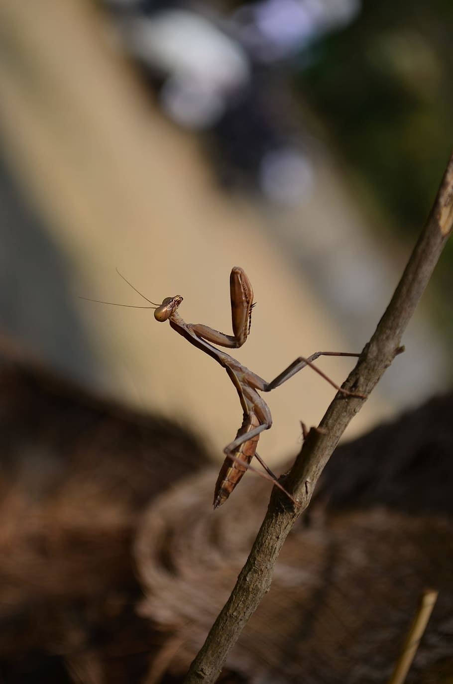 Praying, Mantis, Insect, View, Close, wildlife, bug, invertebrate HD wallpaper