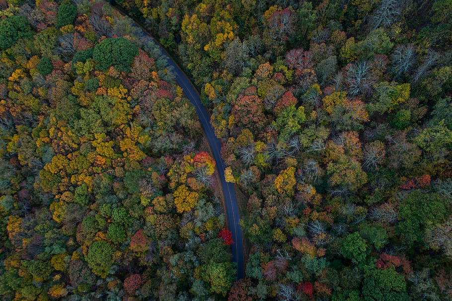 bird's-eye view photo of trees and pathway, gray concrete road surrounded with trees at daytime HD wallpaper