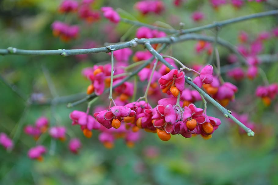branch, branches, twig, plant, growth, flower, freshness, fragility HD wallpaper