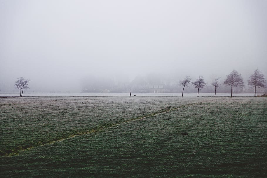 foggy trees at daytime, trees waving in the wind, lika, WWII HD wallpaper
