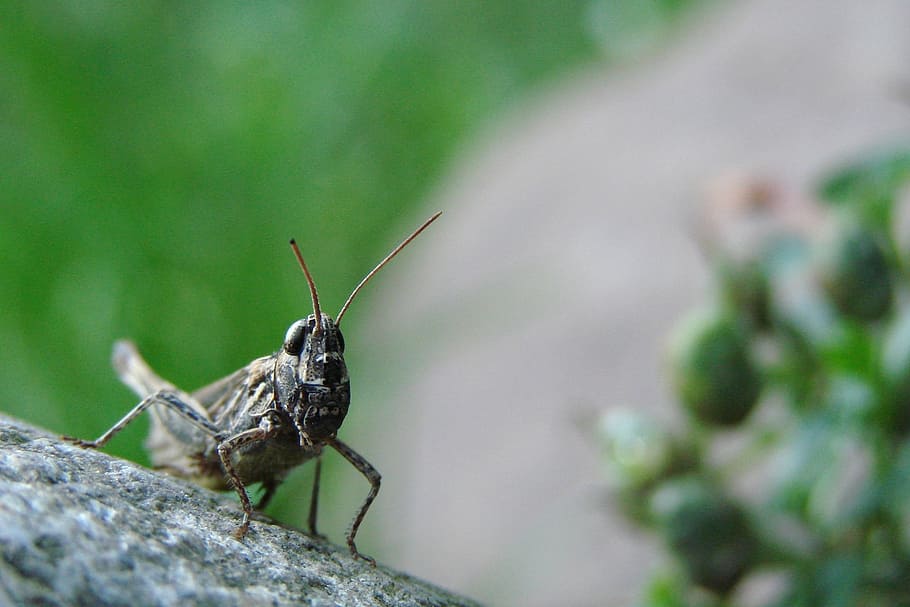 grasshopper, stone, on stone, insect, nature, wildlife, bug HD wallpaper