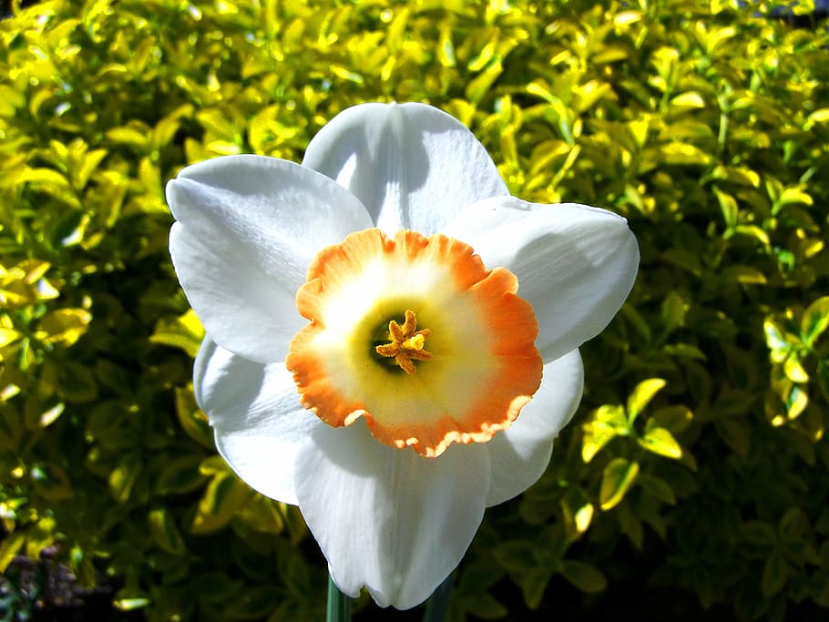 daffodil, spring flower, white, plant, freshness, flowering plant HD wallpaper