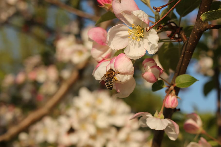 apple blossom, bee, sprinkle, macro, summer, honey bee, nature HD wallpaper