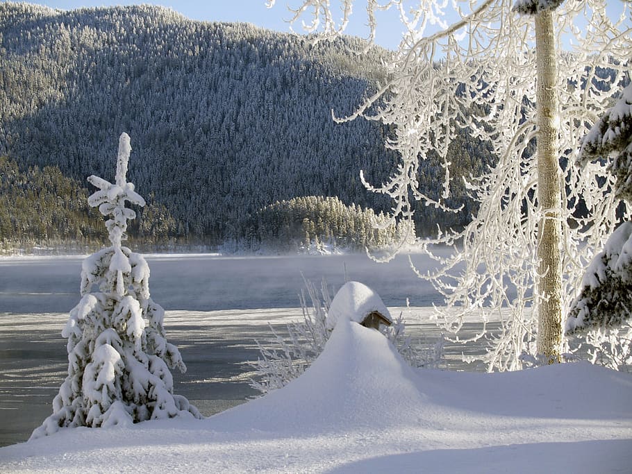 sunny, winter, cold, snow, ice, trees, winter day, canim lake HD wallpaper