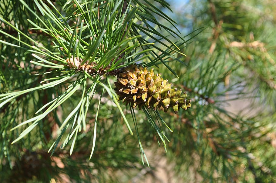 HD wallpaper: nature, tree, pinecone, plant, beauty in nature, growth ...