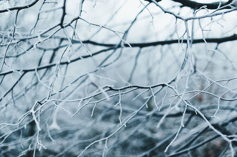grey bare tree photo, abstract, barbed wire, black and white, HD wallpaper