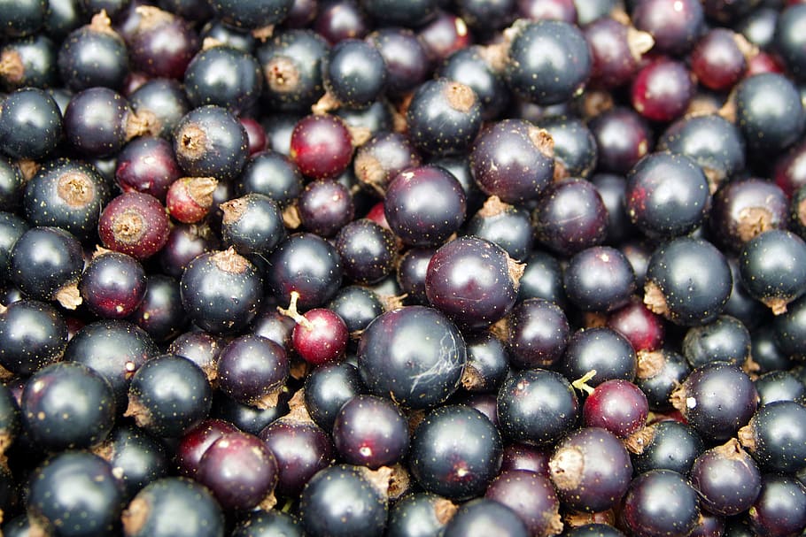 black currant, fruit, vitamins, jam, compote, collections, a collection of HD wallpaper