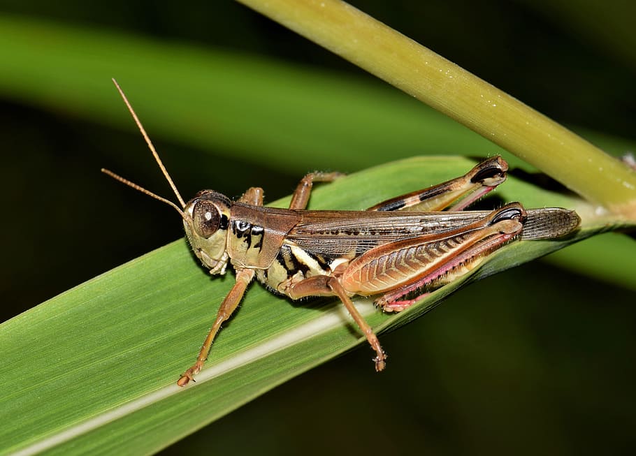 shallow focus photography of eastern lubber grasshopper, Insect, HD wallpaper