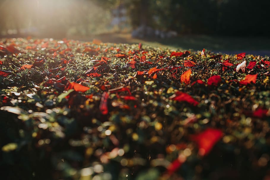 Autumn walk with dogs, leaf, leaves, nature, red, season, plant HD wallpaper