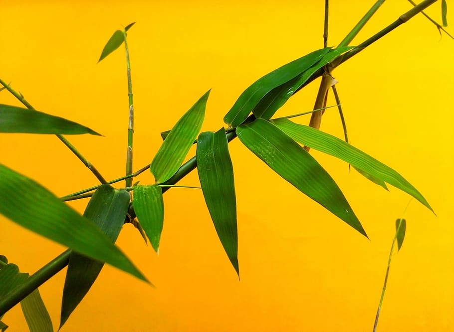bamboo plant, leaf, nature, green, japanese, branch, flora, garden, HD wallpaper