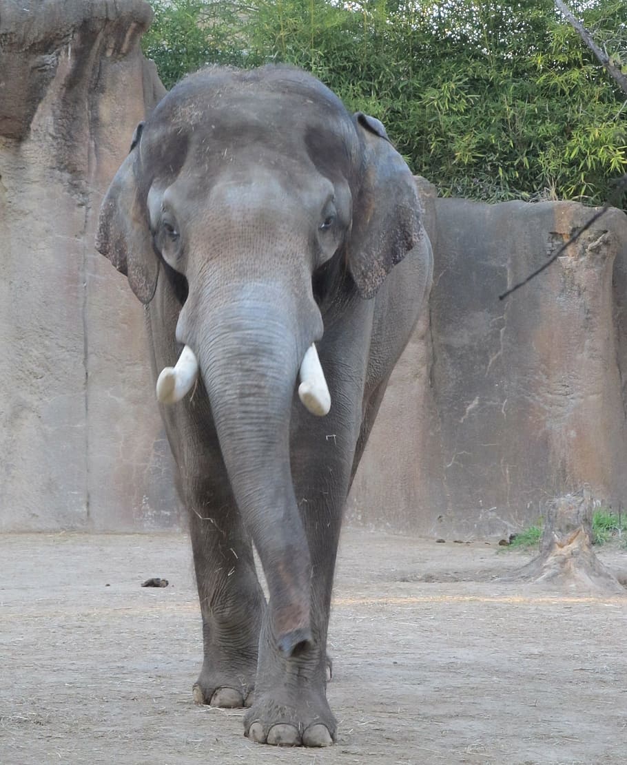 close up photo of gray elephant, zoo, standing, big, trunk HD wallpaper