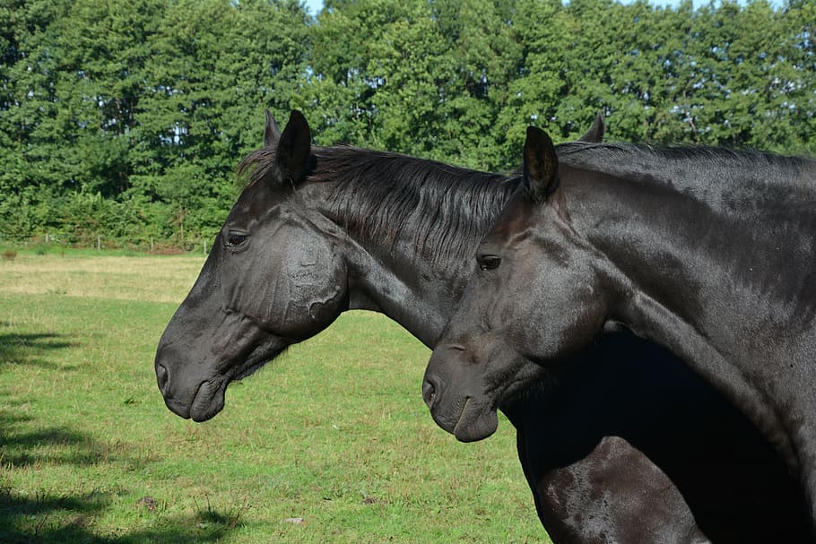closeup photo of two black horses, centime, horse head, coupling HD wallpaper