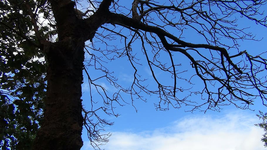 nature, tree, forest, environment, plant, sky, low angle view HD wallpaper
