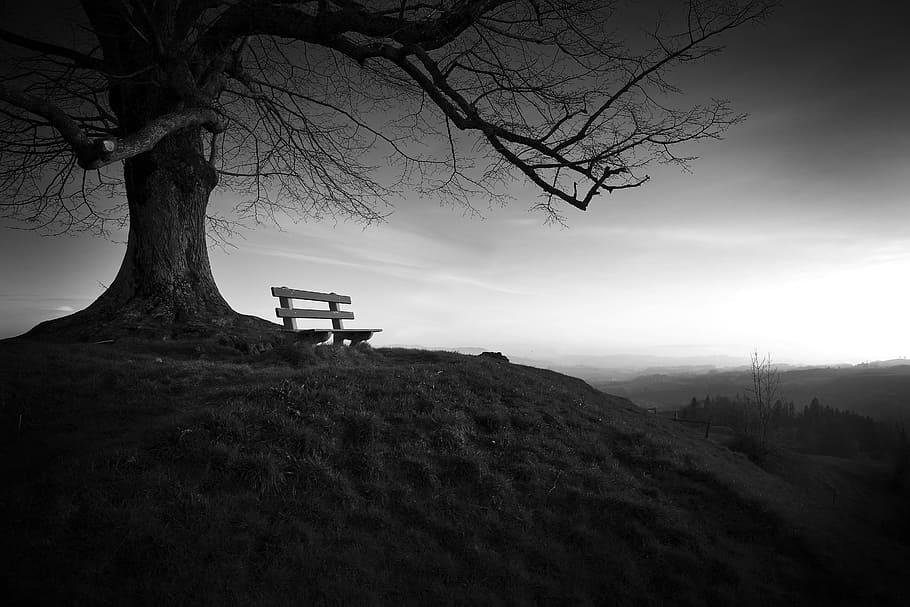 grayscale photography of wooden bench beside tree, solitude HD wallpaper