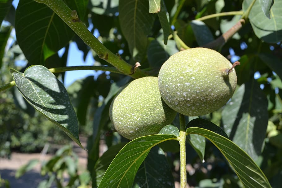 cultivation, nuts, organic, leaf, plant part, fruit, growth HD wallpaper