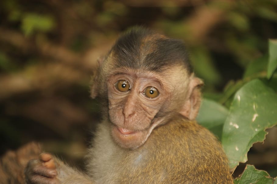 monkey, baby, monkey child, äffchen, monkey portrait, thailand HD wallpaper