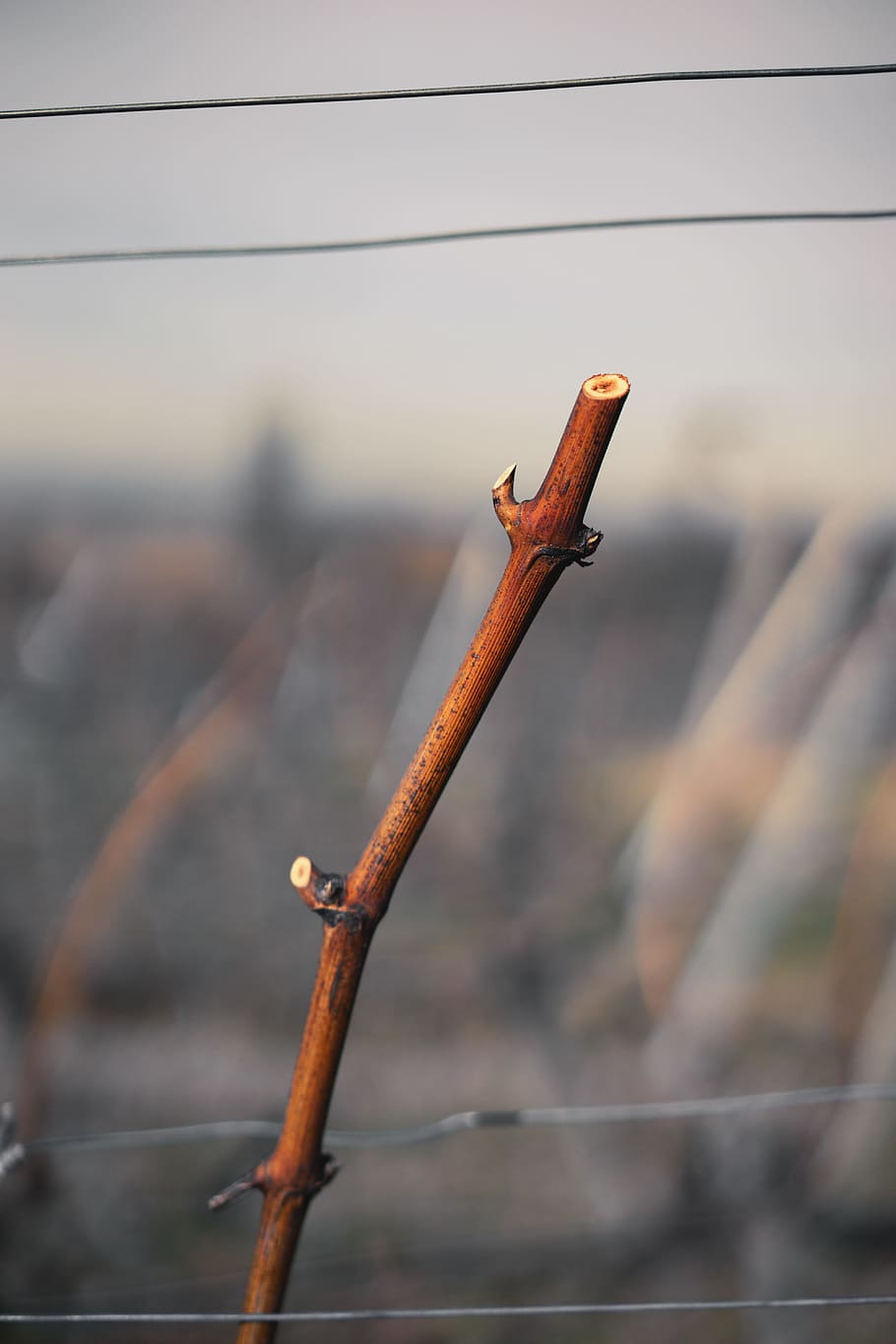 vineyard, details, structure, wine, winegrowing, grapes, vines HD wallpaper