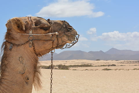 brown camel, desert, animal, holiday, landscape, leave, camel ride HD wallpaper