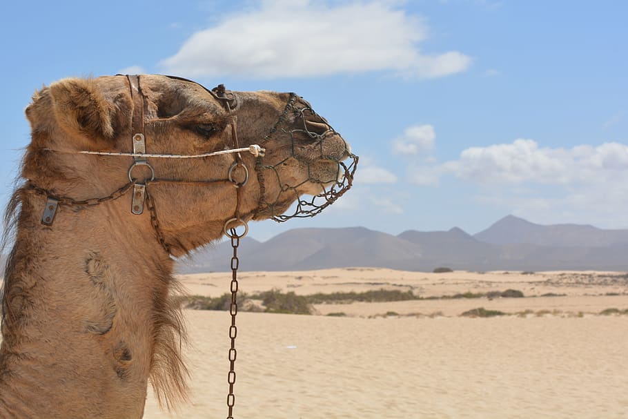 brown camel, desert, animal, holiday, landscape, leave, camel ride HD wallpaper