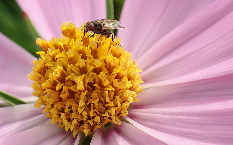 fly, blossom, bloom, close, pink, pollen, garden, flower, petal HD wallpaper