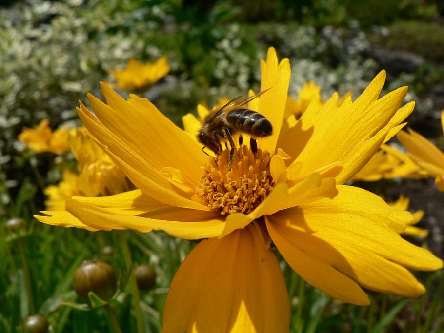bee, pollination, insect, flowers, flowering plant, fragility HD wallpaper