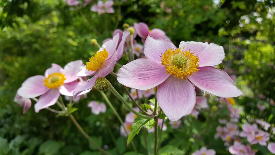 fall anemone, shrub, blossom, bloom, garden, flower, close up HD wallpaper