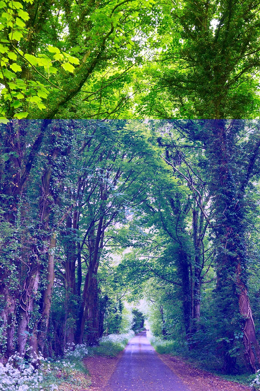 road between green trees, forest, nature, landscape, alley HD wallpaper