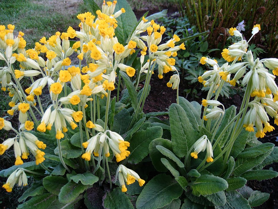 Spring, Green, Green, Leaf, Plant, Primroses, yellow, flower HD wallpaper