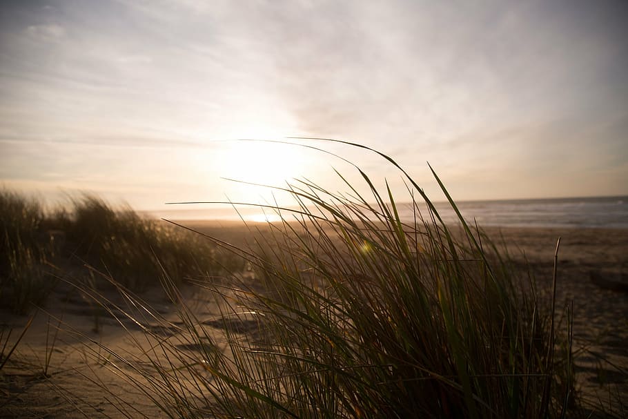green leaf plant near brown sand, beach, dunes, plants, grass HD wallpaper