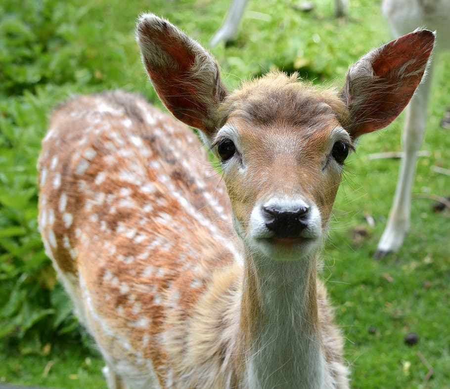 deer, wildlife, forest, green, grass, nature, animal, animal themes HD wallpaper