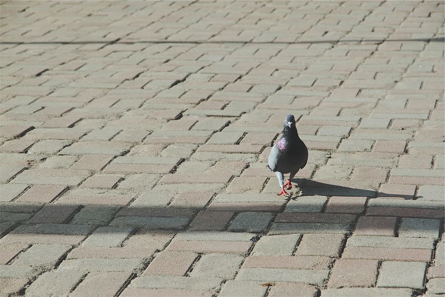 pigeon, bird, cobblestone, animal, vertebrate, animal themes HD wallpaper