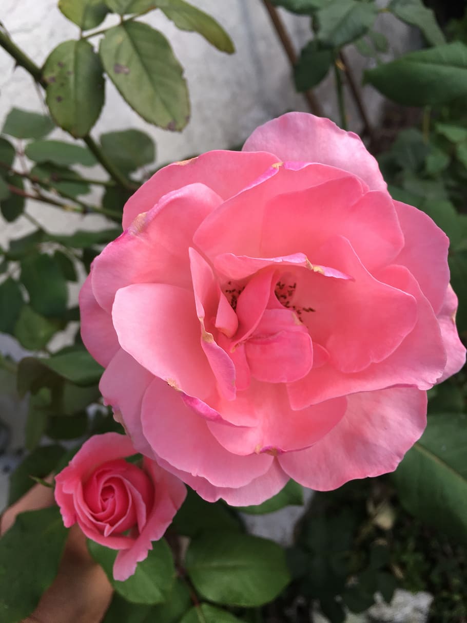 pink, roses, nature, flower, flowering plant, beauty in nature HD wallpaper