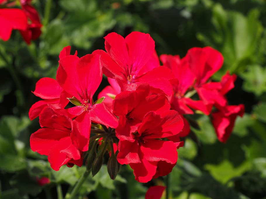 geranium, blossom, bloom, flower, red, pelargonium cucullatum HD wallpaper