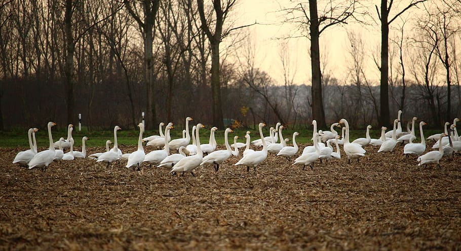 swan, swans, field, arable, migratory bird, whooper swan, nature HD wallpaper