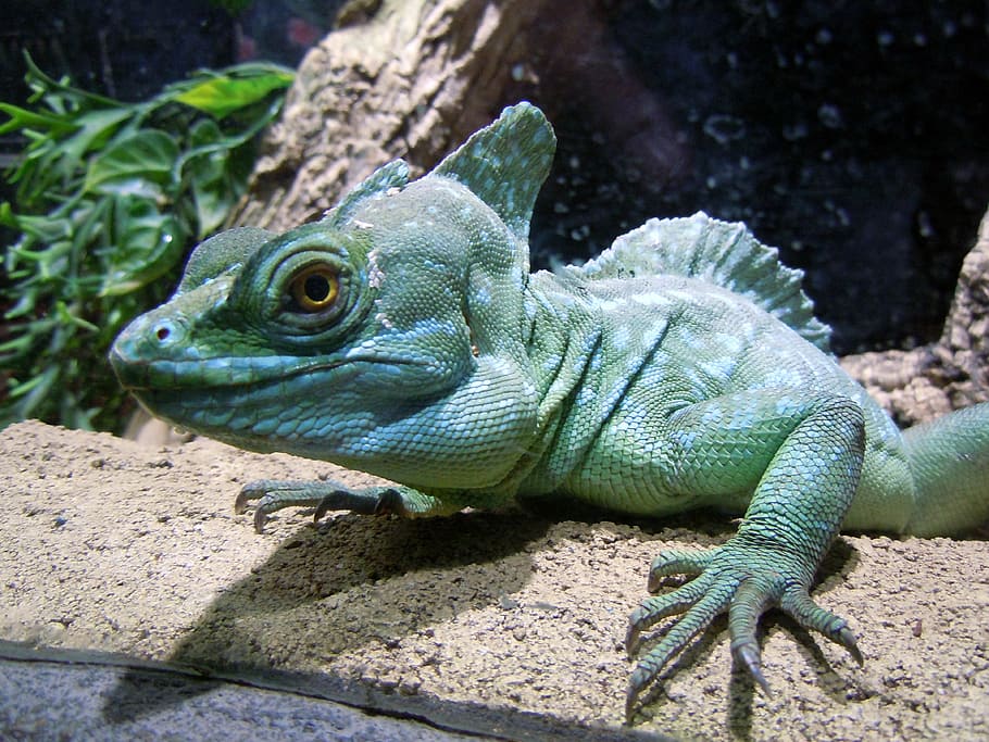 basilisk, reptile, lizard, green, monitor, animal, nature, iguana HD wallpaper