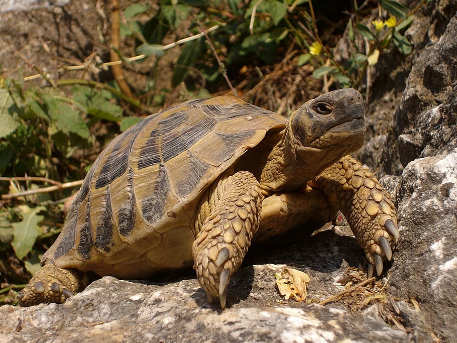 brown and gray tortoise on rock, Turtle, Rocks, Nature, Animal HD wallpaper